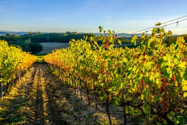 Вид Тоскана Виноградник Ніцці Сонячне Світло Восени — стокове фото