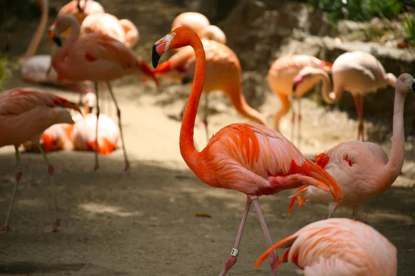 Flamencos Naranjas Con Alta Profundidad Campo — Foto de Stock