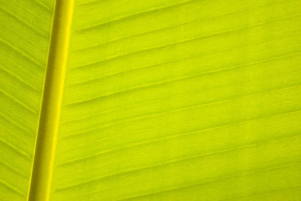 Hoja Plátano Líneas Paralelas — Foto de Stock
