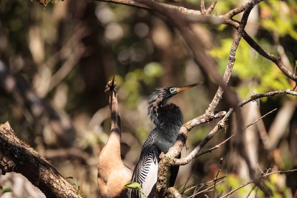 求愛アカトキ鳥と呼ばれるアンヒンガ アンヒンガ Snakebird ナポリ フロリダ州のコーク スクリュー スワンプ自然保護区 — ストック写真