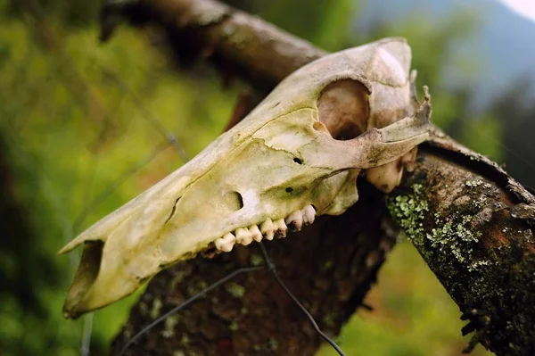 Calavera Animal Muerto Bosque — Foto de Stock