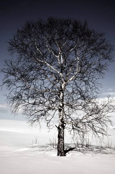 Eken Kall Snö Vinterlandskap — Stockfoto