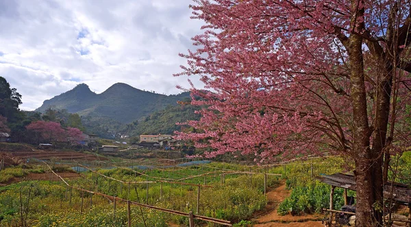 Ciliegia Himalayana Prunus Cerasoides Fiore Doi Angkhang Thailandia Thailandia Chiamiamo — Foto Stock