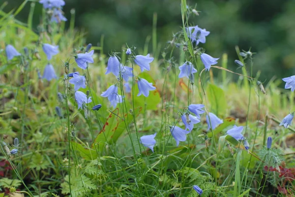 Flores Azules Salvajes Cerca Flora — Foto de Stock