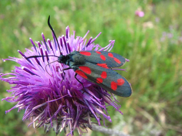 Large Insect Flower — Stock Photo, Image