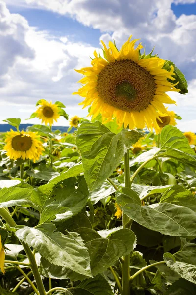 Close Uitzicht Zonnebloemen — Stockfoto