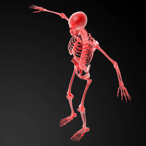 Τετηγμένα Κόκκινο Σκελετός Κάτοψη — Φωτογραφία Αρχείου