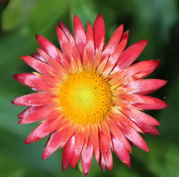 Single Red Flower Yellow Center Garden — Stock Photo, Image