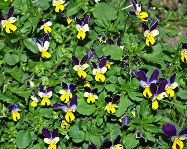 Violas Roxas Amarelas Pansies Canteiro Flores — Fotografia de Stock
