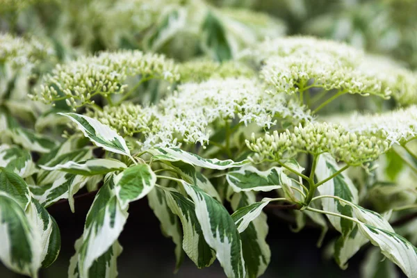 山茱萸白花和叶的特写 — 图库照片