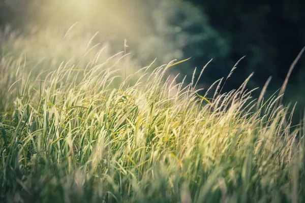 Blisko Skupić Się Dmuchanie Zielonej Trawy Ciepłym Żółtym Światłem Słonecznym — Zdjęcie stockowe