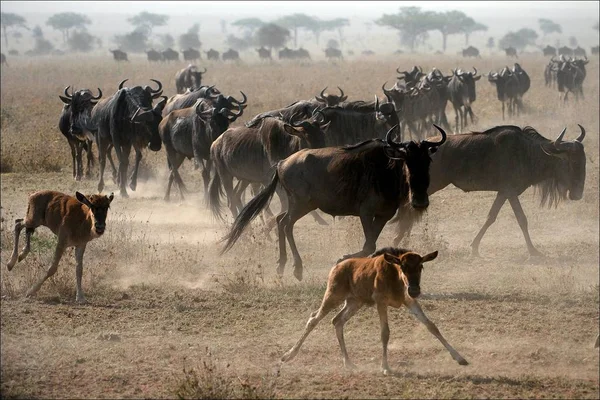 Herd Migrating Wildebeest Antelopes Goes Dusty Savanna — Stock Photo, Image