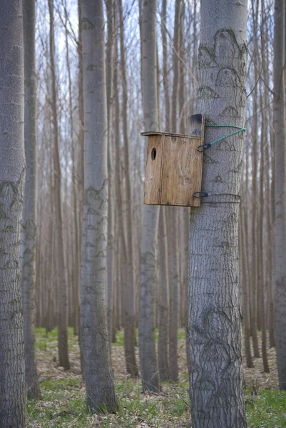 Birdhouse Vastgebonden Aan Een Populier Boom Een Populier Grove — Stockfoto