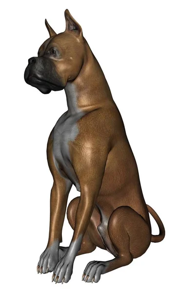 Beyaz Arka Planda Izole Boxer Köpek Işlenmiş — Stok fotoğraf