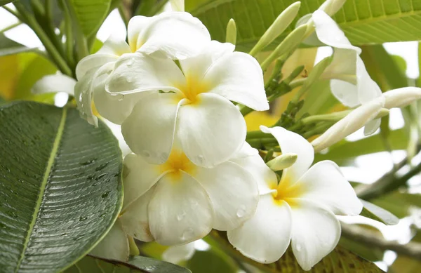 Fehér Sárga Frangipáni Virágok Levelek Háttérben — Stock Fotó