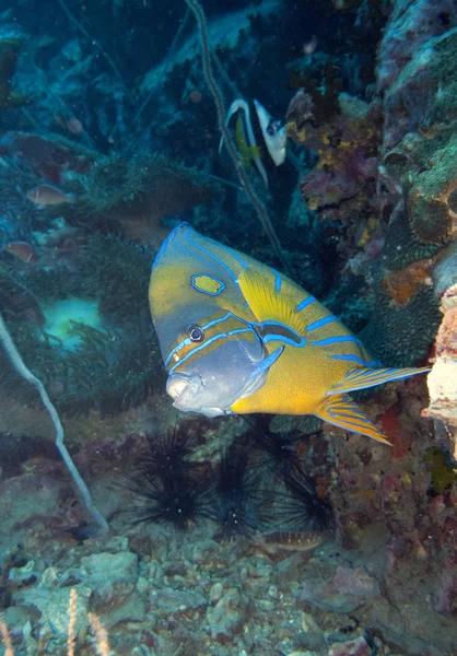 Рыба Ангел Голубого Кольца Поворачивающаяся Камере — стоковое фото
