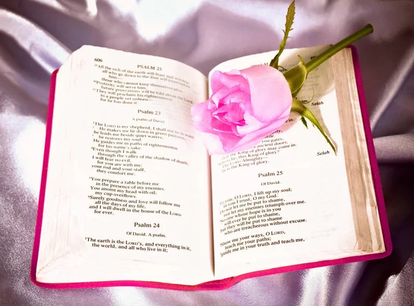 Ljusrosa Rosenknopp Liggande Bibel Öppen För Psalmer — Stockfoto