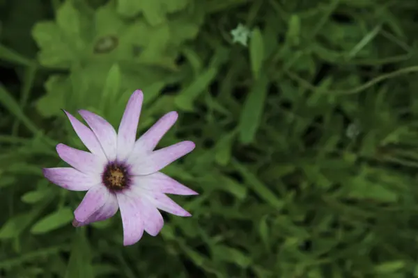 Wild Flower Irish Countryside — Stock Photo, Image