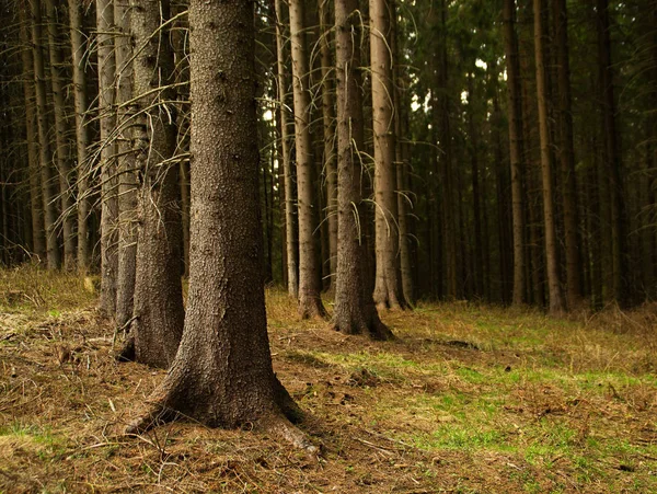 Tapeta Stále Živý Les Smrky — Stock fotografie