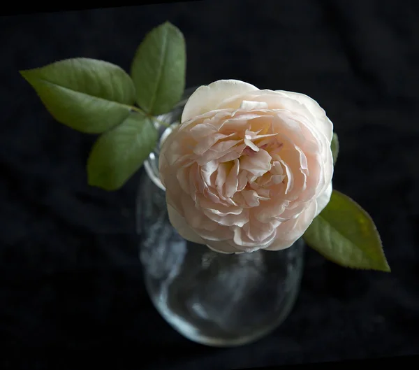 Beautiful English Rose Black Background — стоковое фото