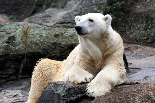 Bellissimo Orso Polare Seduto Sulla Roccia — Foto Stock
