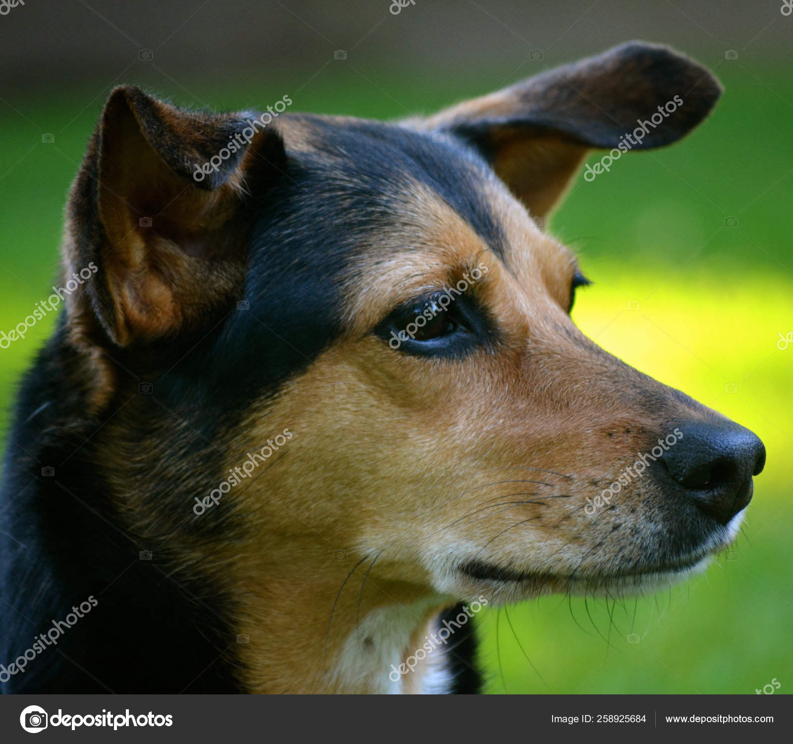 26 Meagle Stock Photos Free Royalty Free Meagle Images Depositphotos