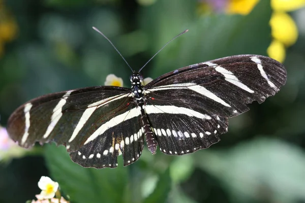 Πεταλούδα Της Ζέβρα Που Κάθεται Ένα Φύλλο Χελικίριος Χαραϊόνιος — Φωτογραφία Αρχείου