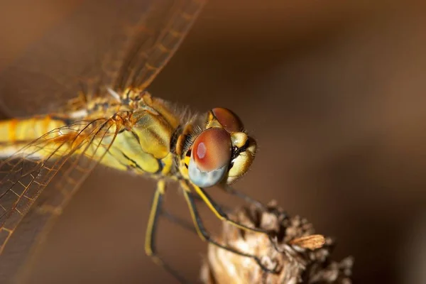 Kép Szitakötő Sympetrum Lehet Elérni Mint Fénykép Közelítés — Stock Fotó