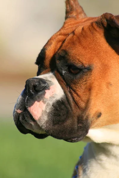 Porträt Eines Boxerwelpen Freien Einem Park — Stockfoto