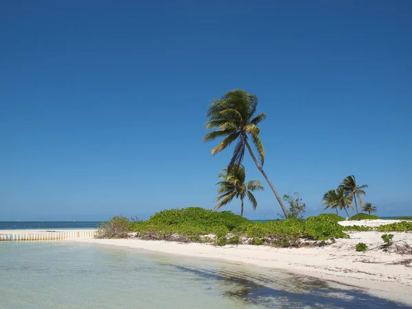 Пляж Морські Зірки Кайманових Кайта Острові Великий Кайман — стокове фото