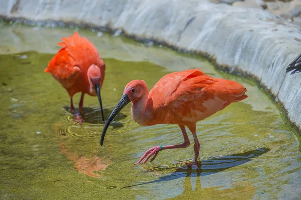 Eudocimus Ruber Una Especie Ave Paseriforme Familia Threskiornithidae Habita América —  Fotos de Stock