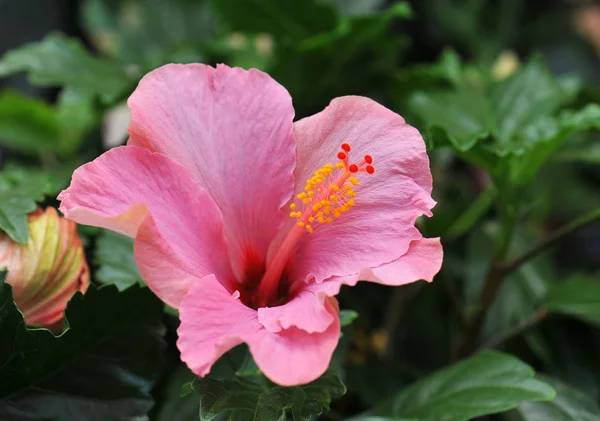 Hibisco Rosa Crescendo Jardim Tropical — Fotografia de Stock