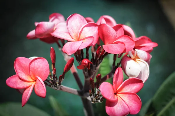 Flores Frangipani Rosa Com Folhas Fundo — Fotografia de Stock