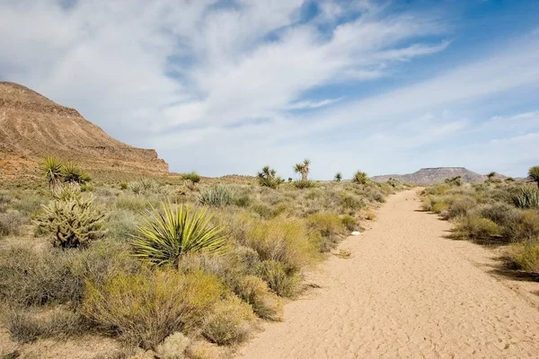 Mojave Національний Заповідник Знаходиться Південній Каліфорнії Пустелі Мохаве — стокове фото