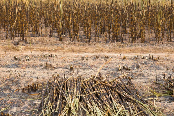 Campo Cana Açúcar Disparado Esta Colheita Mentod Fazer Aquecimento Global — Fotografia de Stock