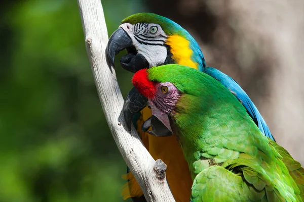 Arara Colorida Empoleirada Galho Árvore — Fotografia de Stock