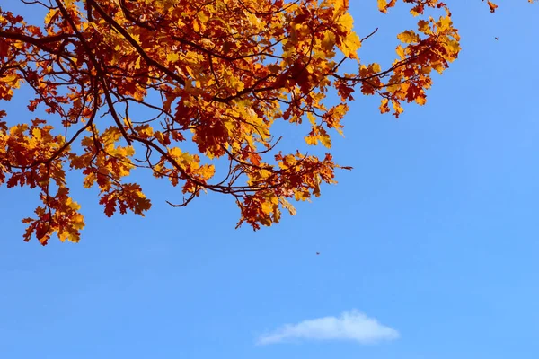 秋橡树叶在深蓝色的天空下被移走 — 图库照片