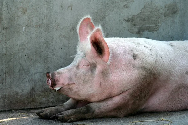 Puerco Tirado Suelo — Foto de Stock