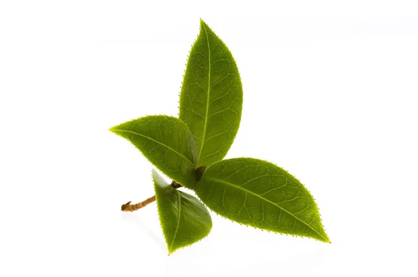 Fresh Tea Branch Isolated White Background — Stock Photo, Image