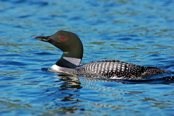 Loon Comum Água Azul Lago Norte — Fotografia de Stock