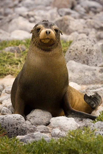 Joung Galapagos Sea Lion Zalophus Wollebaeki South Plaza Island Galapagos — Stockfoto