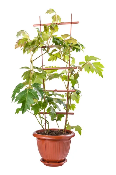 Cissus Pot Geïsoleerd Witte Achtergrond — Stockfoto