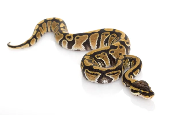 Bal Python Python Regius Witte Achtergrond — Stockfoto