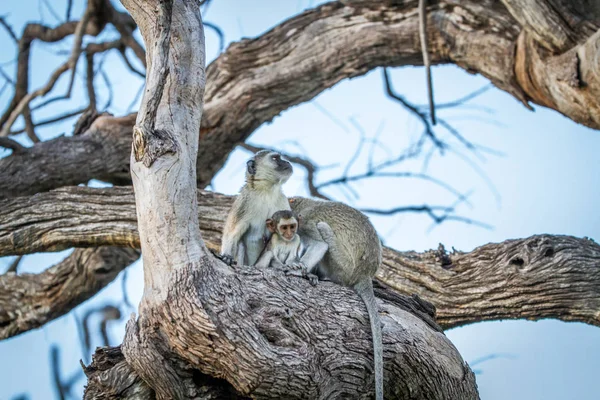 원숭이 Chobe 보츠와나에 나무에 앉아의 — 스톡 사진