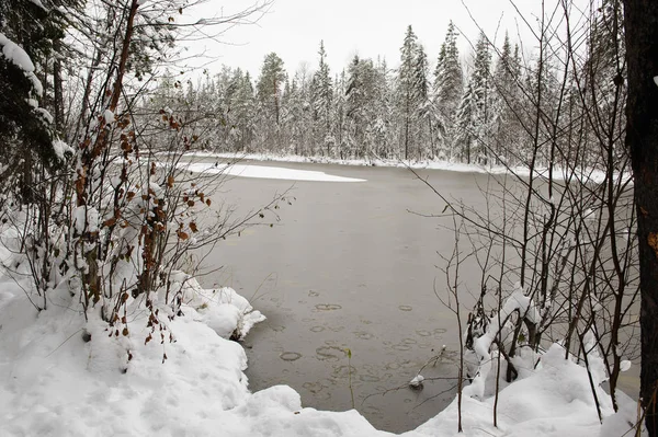 Ytan Sjön Skog Början Vintern Med Näckros Blad Tunn Skorpa — Stockfoto