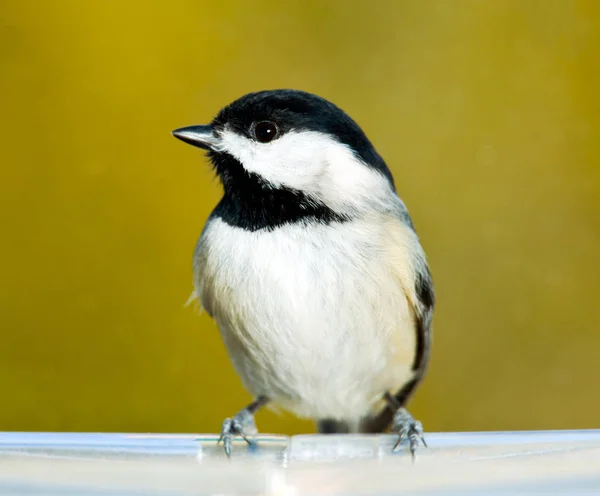 Chickadee Sedí Okraji Plastového Podnosu Ukazuje Jeho Profil — Stock fotografie