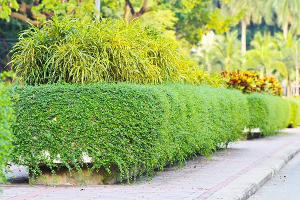 Hermoso Jardín Primavera Sobre Fondo — Foto de Stock