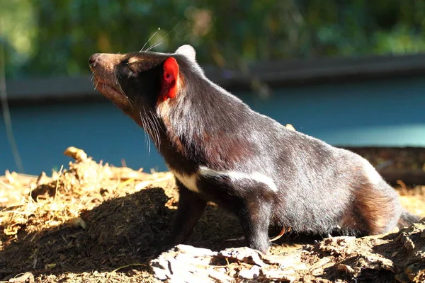 Diablo Tasmania Australia — Foto de Stock