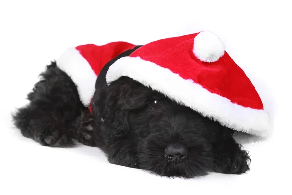 Chiot Terrier Russe Noir Fatigué Costume Santa — Photo