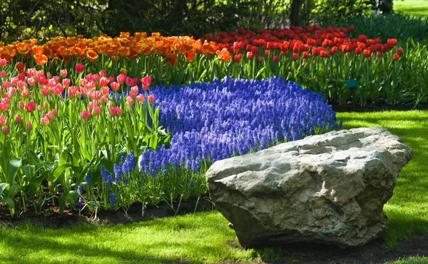 Jarní Čas Parku Kvetoucí Tulipány Společnou Hroznovou Hyacintem — Stock fotografie